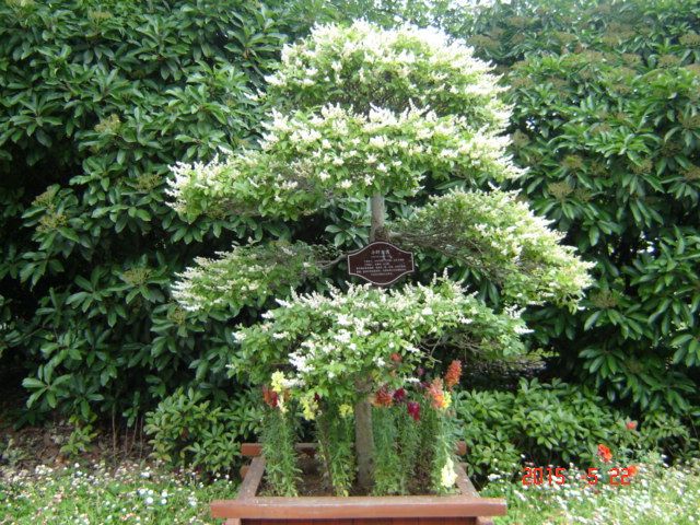 第一次见小叶女贞开花 附:小叶女贞 小叶女贞(学名:ligustrum quihoui