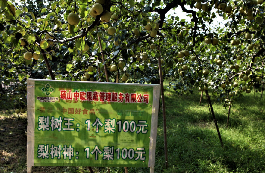 中国梨树王：一棵树，一道景