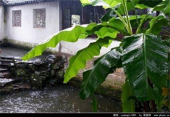 夜雨 小城昨夜起东风,雨打芭蕉叶更葱.