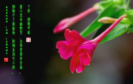 【原创 七绝-静听花语