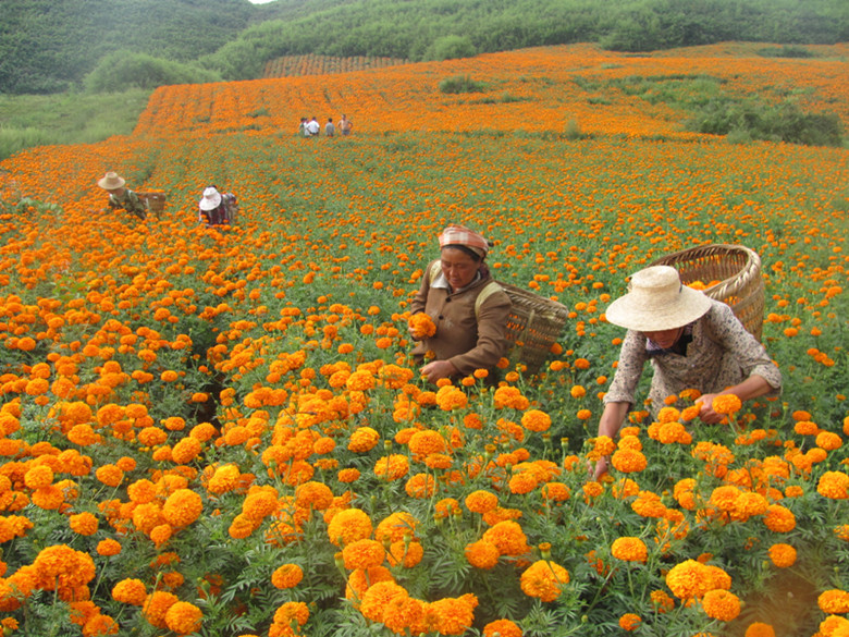 湖北重庆万寿菊种植成为农民增收新亮点