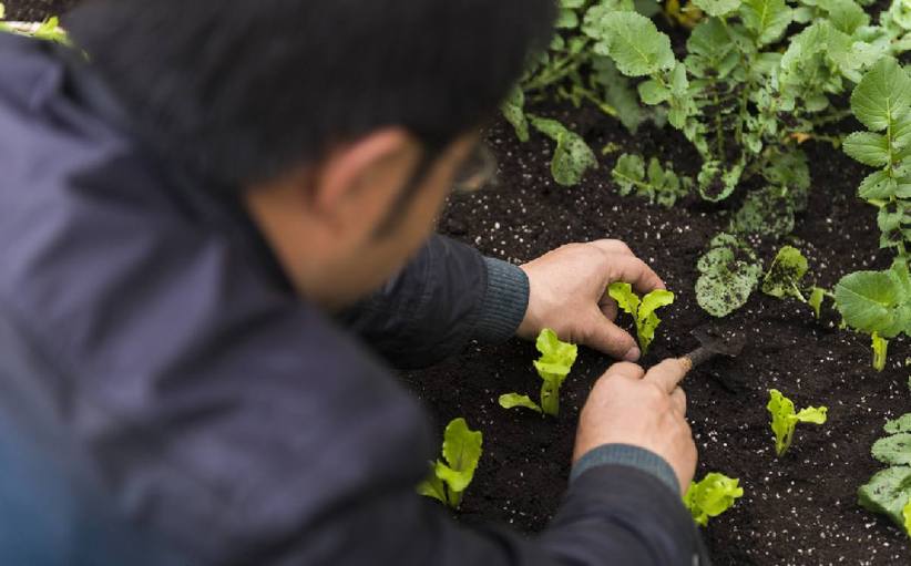 新模式种菜 既抑制病虫害又增加土壤“营养”