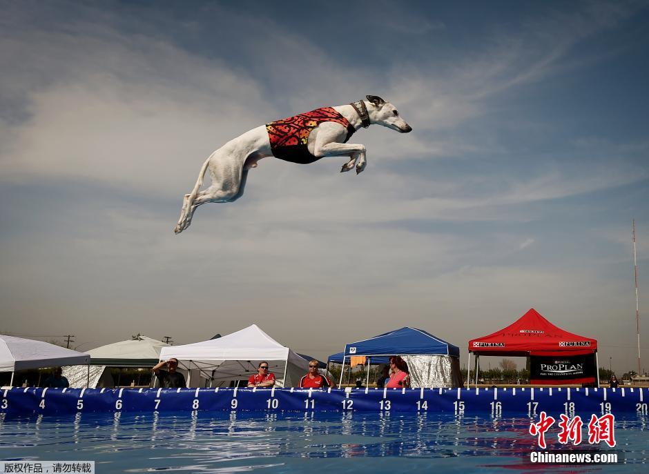 美国加州举行宠物狗跳远大赛(组图)-国际-新时