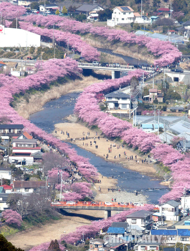 樱花节将至 日本河津樱花灿烂绽放异常美丽
