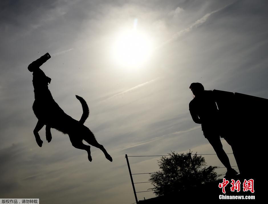美国加州举行宠物狗跳远大赛(组图)-国际-新时