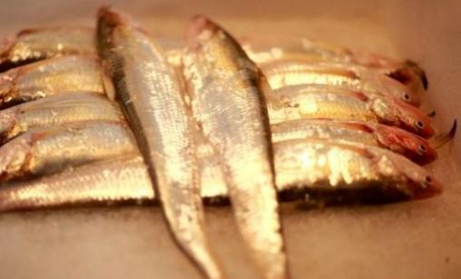 长江刀鱼价格疯涨至每斤4000 人工养殖刀鱼将