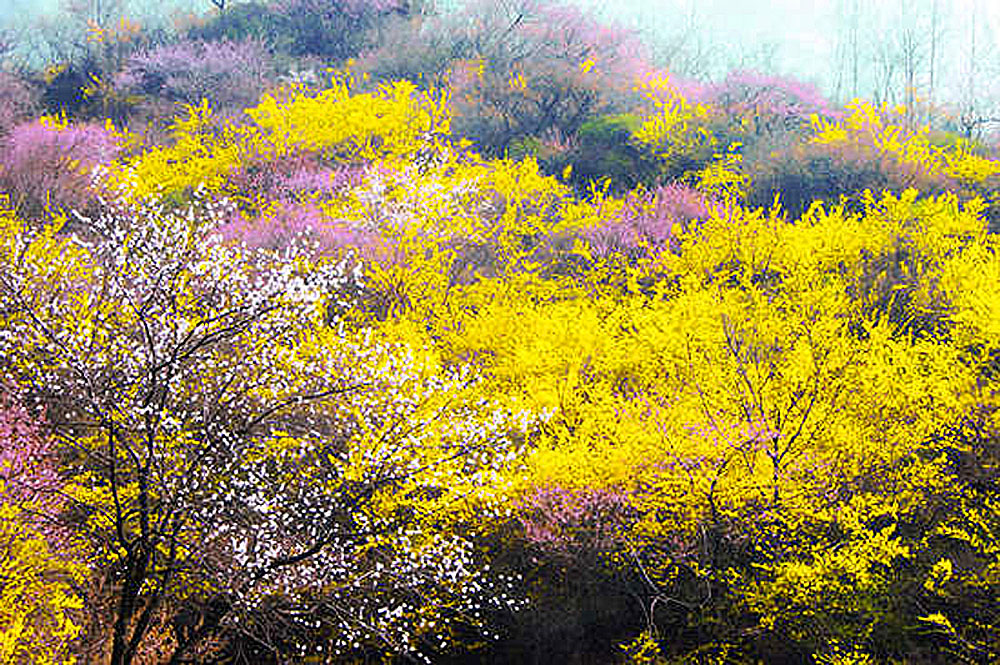 4月初,山西省晋城市的王莽岭景区,山间的连翘花盛开,漫山遍野.