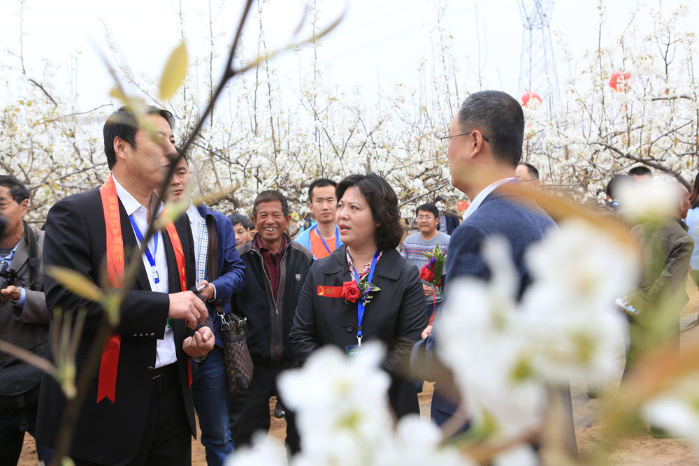 县委书记李亚丽在梨园为宾客推介隰县玉露香梨