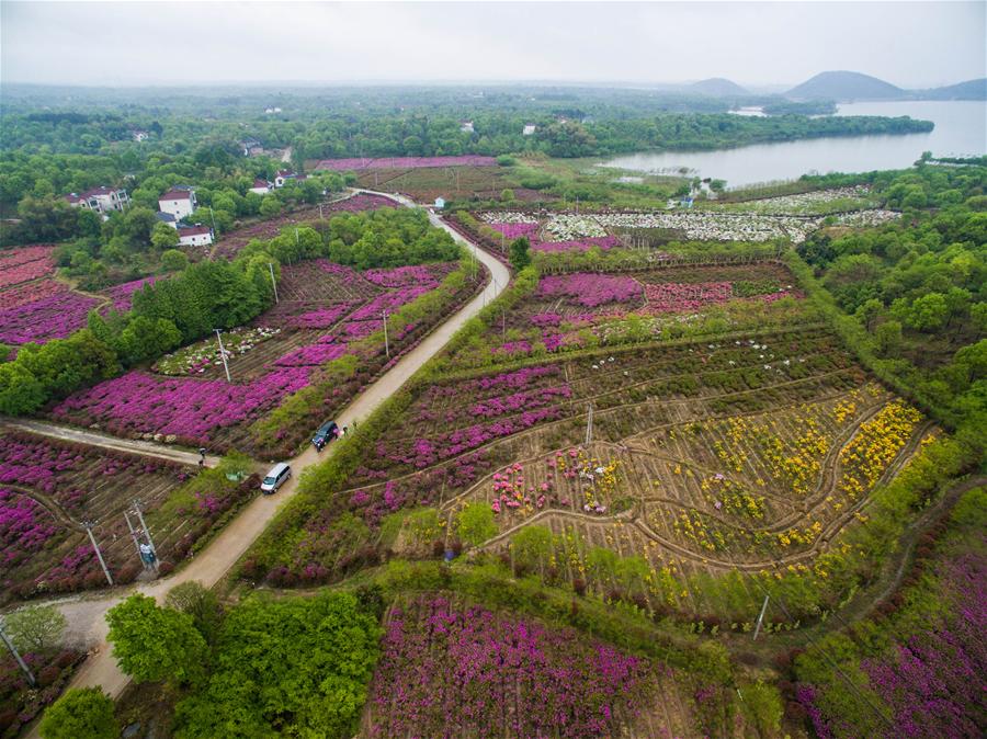 4月20日,长兴县泗安镇生态农业观光园内漫山遍野的杜鹃花,吸引市民