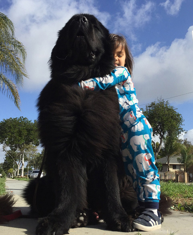 夫妇领养两巨型纽芬兰犬陪伴孩子成长