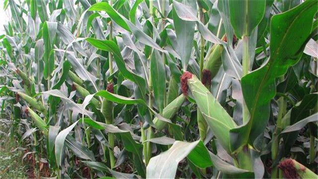 智能滴灌技术显效 康平沙地玉米亩产超2000斤