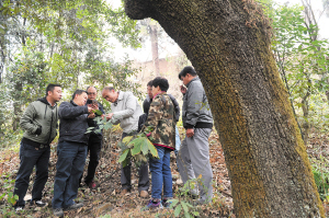 昆明市西山林场发现百岁古树群落