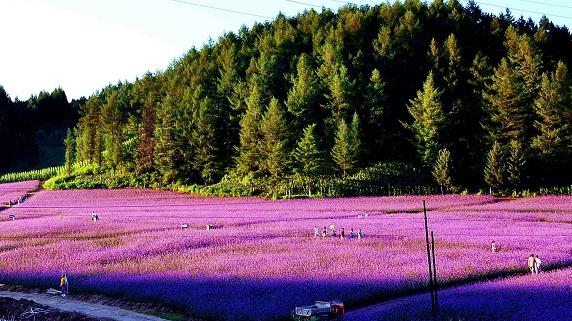 辽宁清原"岗山生态户外旅游节"开幕 为促进清原县旅游业发展,清原县委