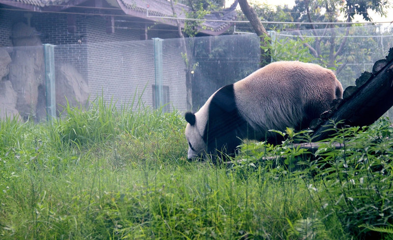 仙芝竹尖生态园--熊猫