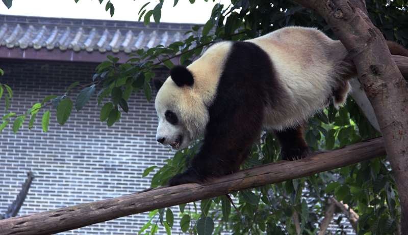 仙芝竹尖生态园--熊猫