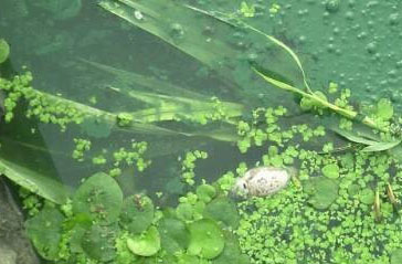 好一个水绿盐城,死鱼恶臭 绿藻 无语的东亭湖公