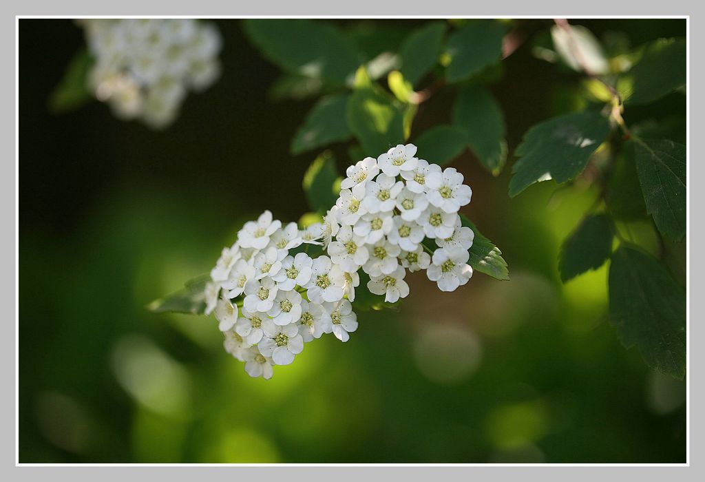 挂满珍珠的花树—珍珠线秀菊