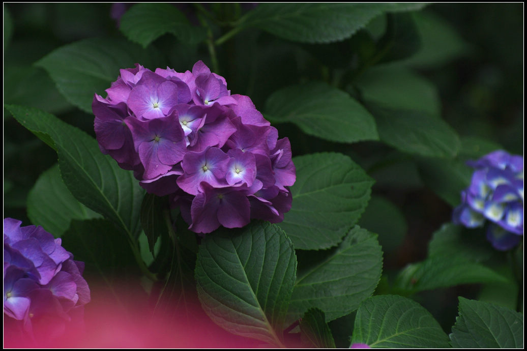 五彩绣球花