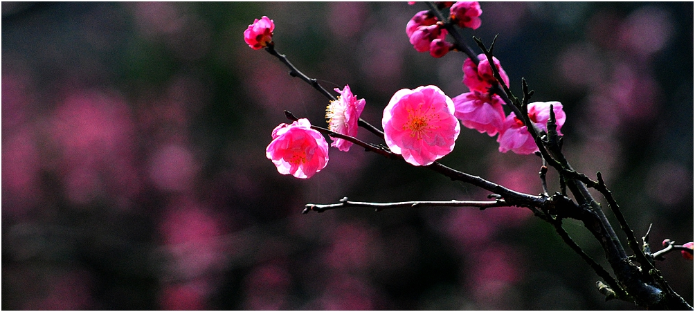 梅艳芬芳---孤山拍梅