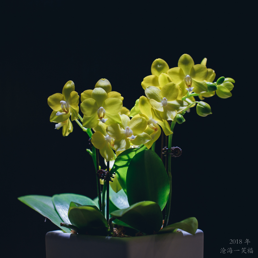 【2018】北京植物园温室兰花展