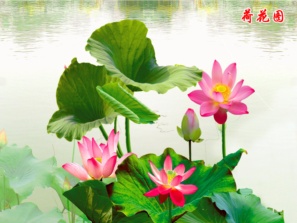 荷花图