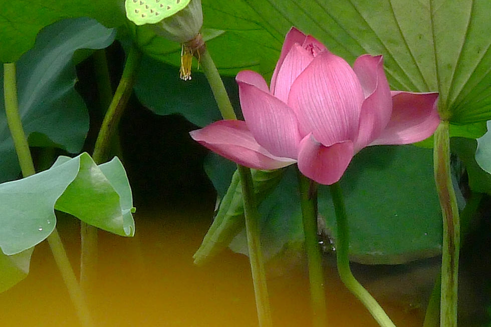 8 P1060912.jpg
