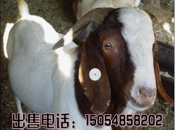 河北唐海县哪的波尔山羊价格便宜,波尔山羊养