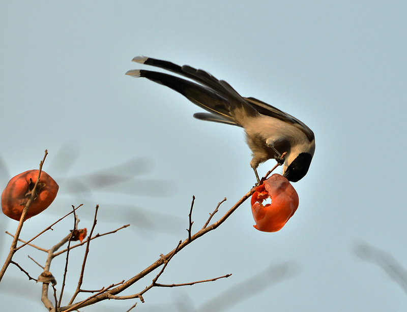 景山公园打鸟:柿子宴