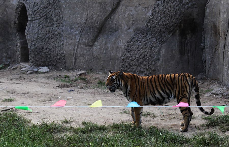 秦皇岛野生动物园的老虎