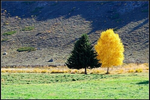 这两棵夫妻树,位于新疆可可托海风景区.