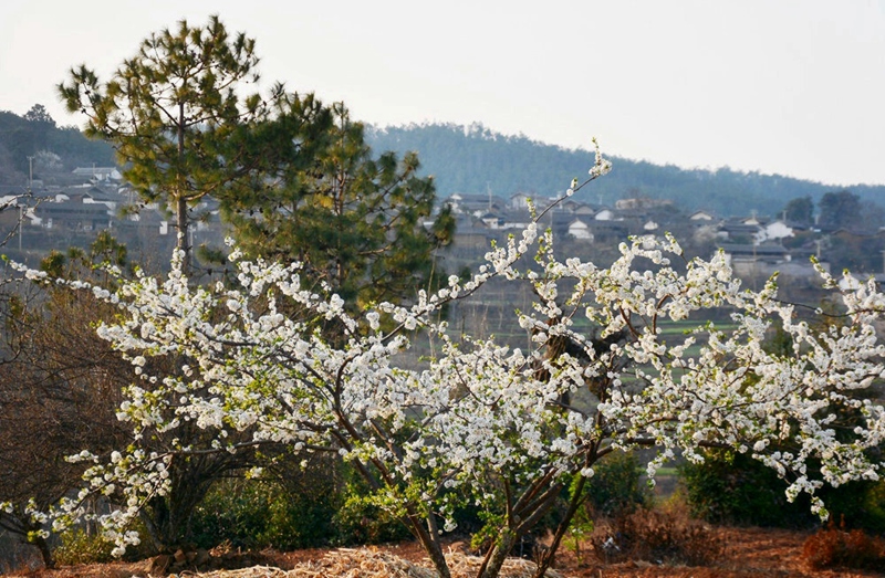 奇峰村,屬于雲南大理州鶴慶縣西邑鎮,距鶴慶縣城58公裏,是一個白族、苗族等多民族集居地的小山村。每年三月份,在梨花盛開的季節裏,奇峰村千畝梨花應季而開,一簇簇聖潔、嬌麗、奇妙的潔白梨花盡展迷人風採,把小山村裝扮得分外妖嬈!當置身山村梨園之中,呼吸著清新的梨花氣息,邊觀賞邊鏡頭留住風光美景,頓感心曠神怡,美若天仙!