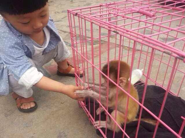 天津哪里有卖小猴子