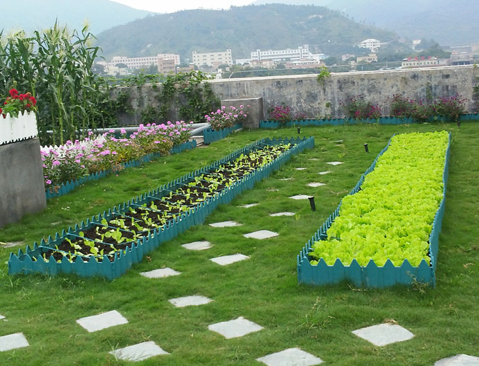 惠州都市农夫在屋顶种4000平米有机菜园