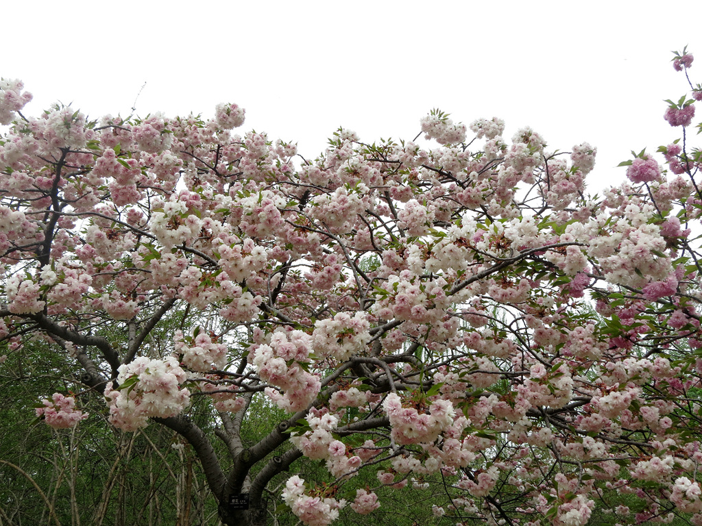 玉渊潭樱花之八:普贤象樱花