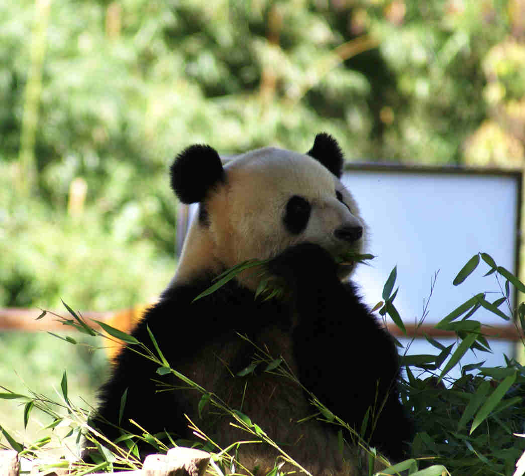 在昆明看电视的那只熊猫--1013年云南野生动物