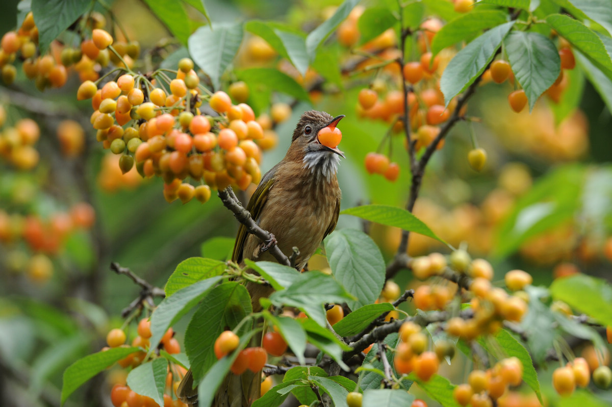 【小鸟吃樱桃摄影图片】生态摄影_太平洋电脑网摄影部落