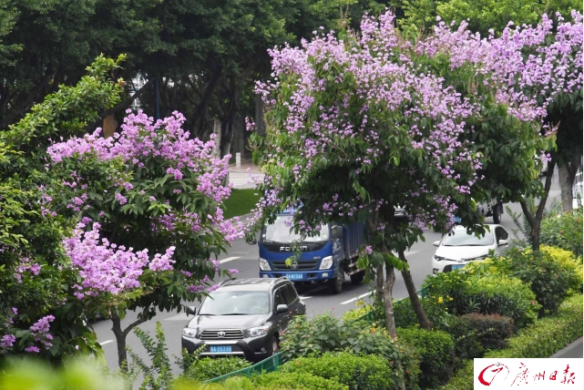 靓爆镜!广州城区道路两旁大叶紫薇盛情绽放