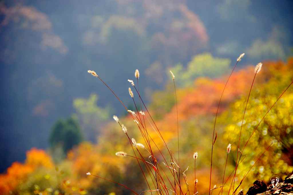 秋天韩城香山的红叶红似火