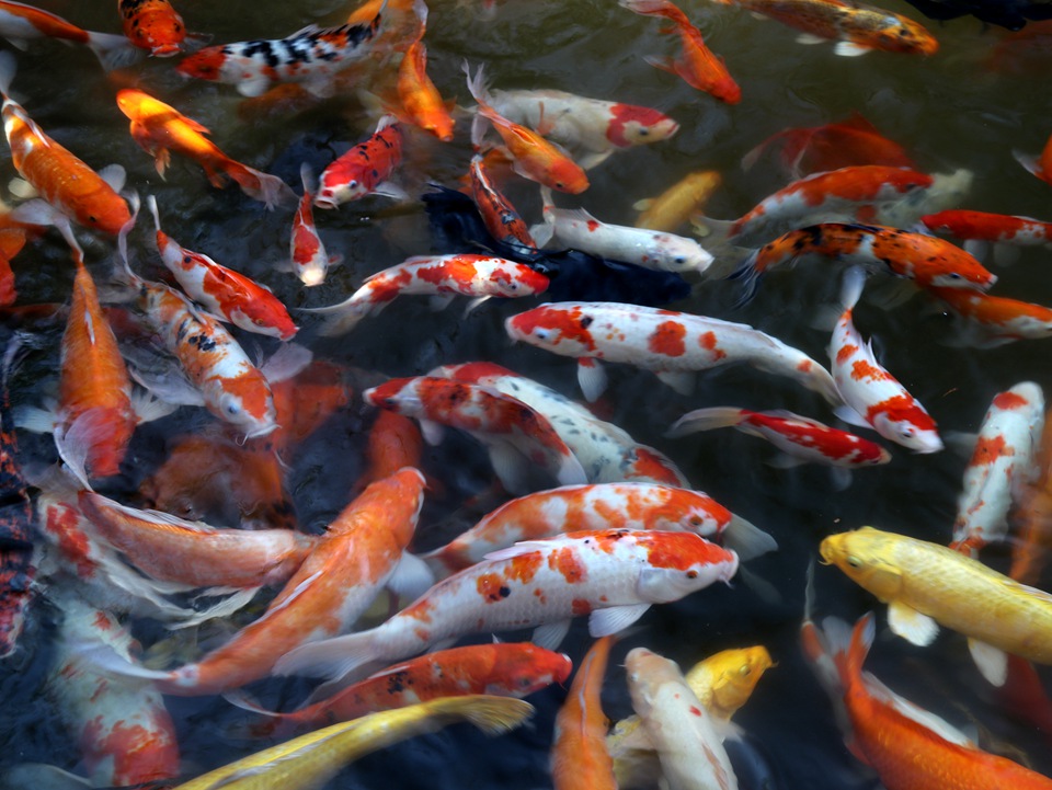 池塘五彩颜色小金鱼