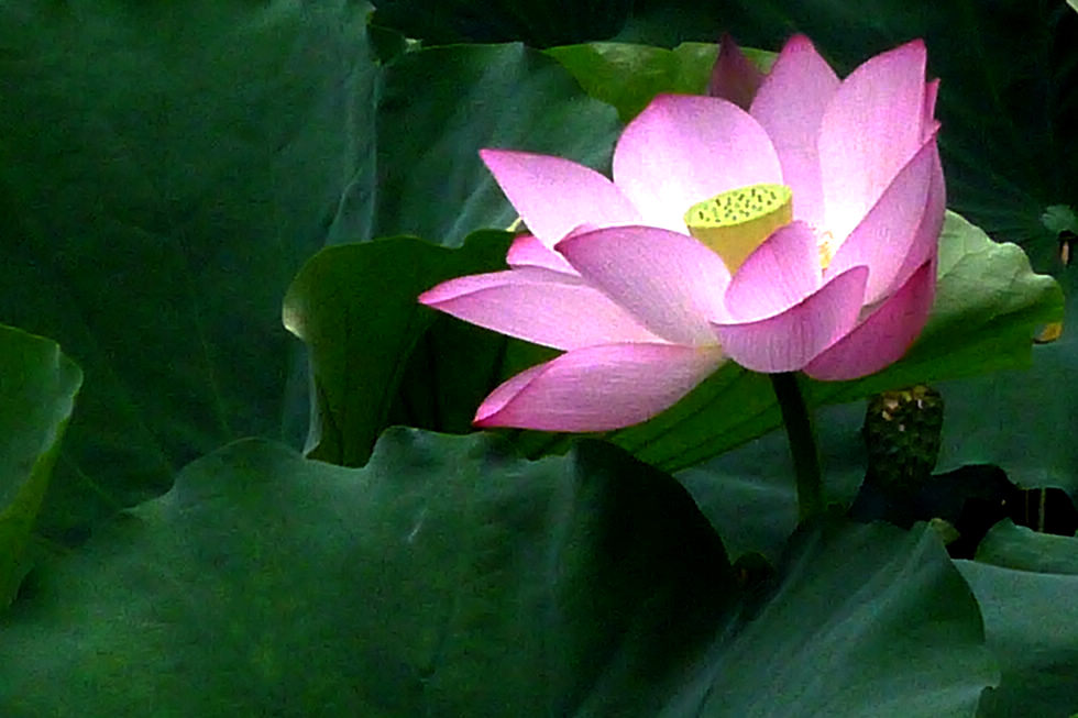 7 P1060835.jpg