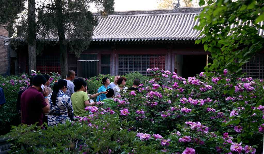 前一段時間拍的,紫霞仙在明朝傳入太原雙塔寺,生根開好直到如今,上傳